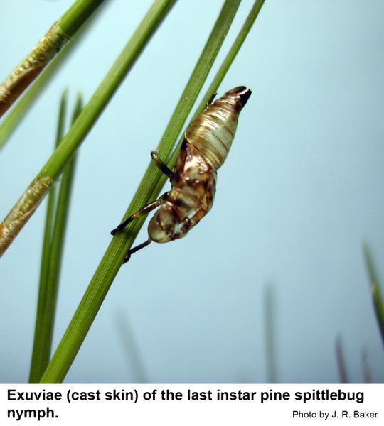 Pine spittlebug nymphs crawl from the "spittle" to molt.